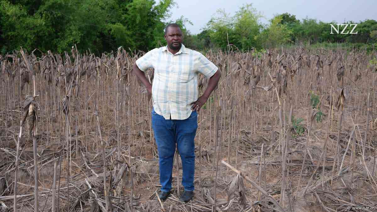 Die Bauern von Sambia und die «chinesische Mineralienmafia»: Reportage über eine Umweltkatastrophe, die zum Spielball der Geopolitik wurde