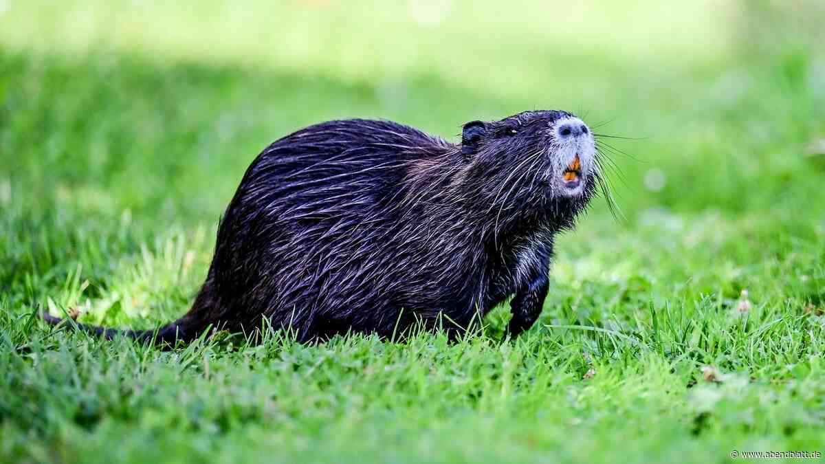Nutrias breiten sich weiter in Hamburg aus: Zahl der erlegten Tiere überrascht
