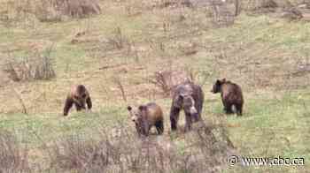 3rd grizzly in family of 4 killed in B.C.'s West Kootenay
