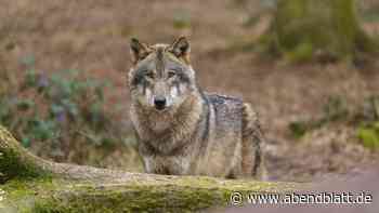 Experte warnt vor heißem Herbst: „Dieses Wolfsmanagement ist blanke Theorie“