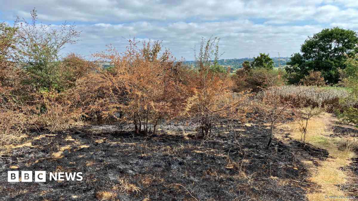 Two teens arrested over country park wildfires