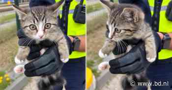 Kitten loopt langs spoor bij Den Bosch, NS-medewerkers zetten achtervolging in