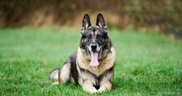 My dog was stabbed in the head twice – but he still caught the man who did it