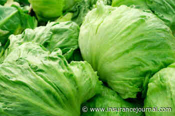US Widens Lettuce-Related Cyclosporiasis Probe to 20 States