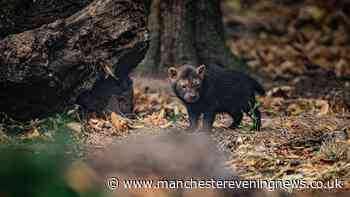Five 'little furry potatoes' have just made their debut at Chester Zoo
