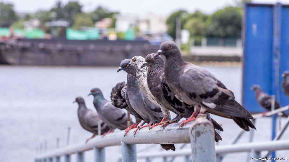 Brits warned they could be fined £150 for feeding common bird