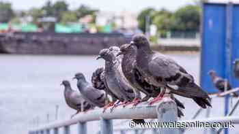 Brits warned they could be fined £150 for feeding common bird