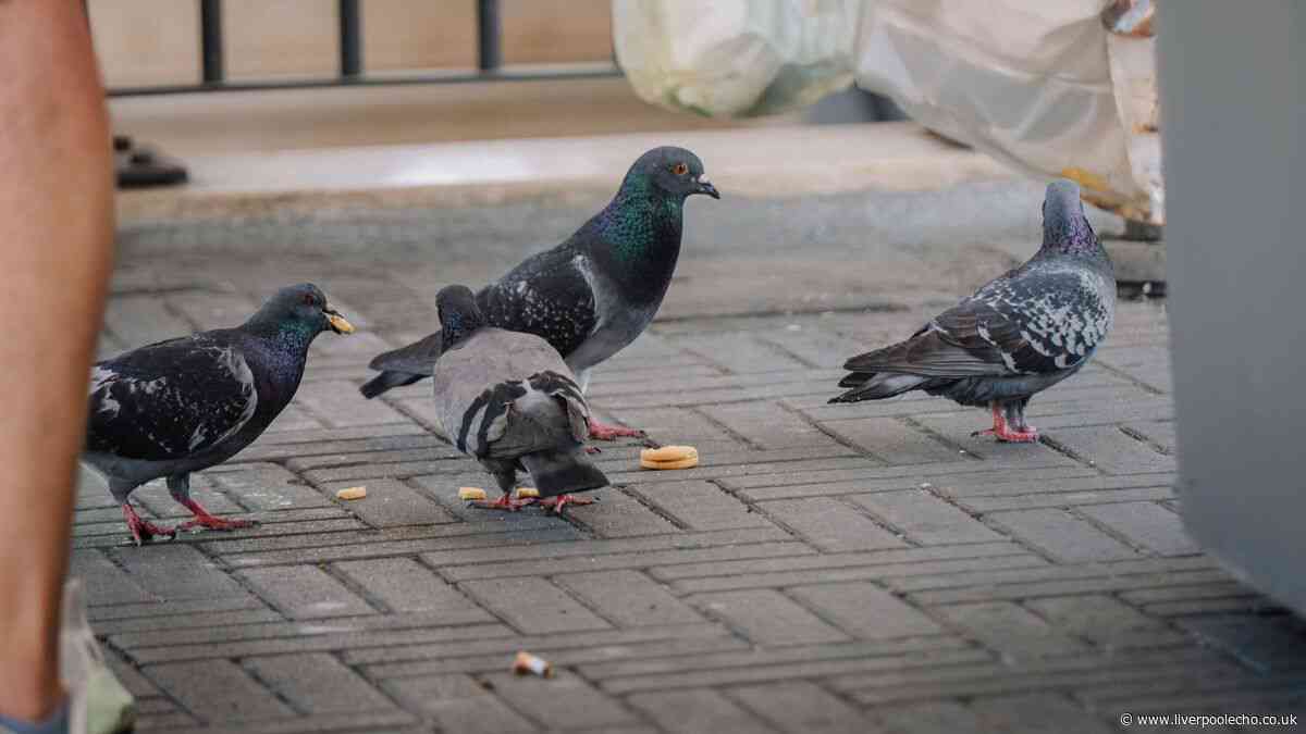 Brits warned they could be faced with £150 for feeding pigeons