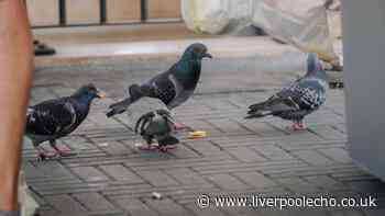 Brits warned they could be faced with £150 for feeding pigeons