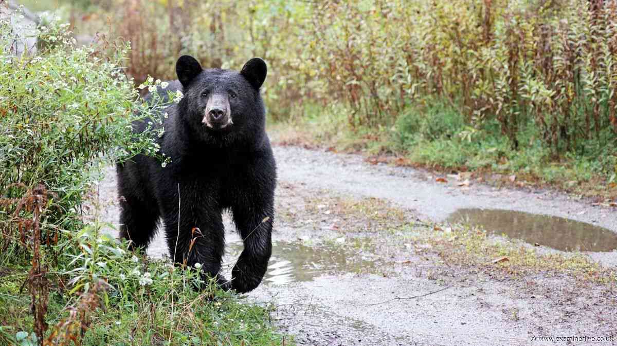 Elderly man mauled on fishing trip in terrifying bear attack