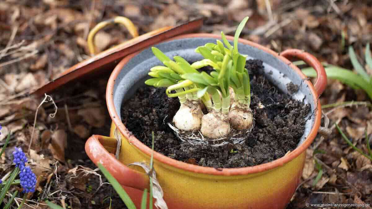 Es gibt eine Blumenzwiebel, die man bis zum ersten Frost pflanzen kann und die im Frühling als erste blüht