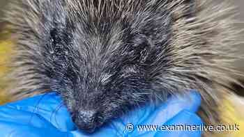 Hedgehog dies after youths 'seen to kick it about' as police launch appeal