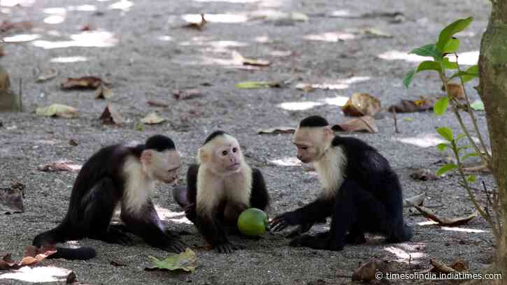 After 45 months of observation, capuchins increasingly hunted small animals when fruit became scarce