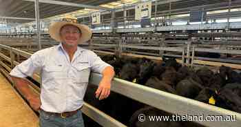 Hoped-for rainfall drives restockers back and prices up at Tamworth store sale