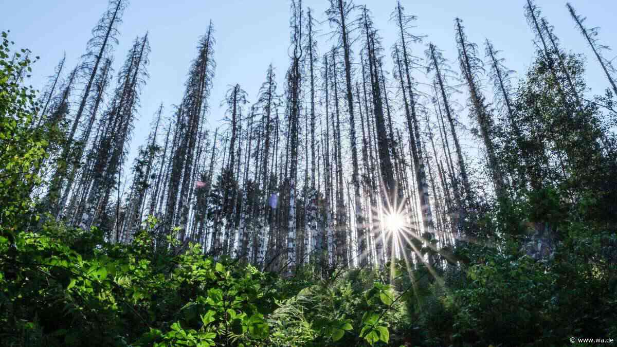 Extrem bedrohtes Tier: Hier kann man es im Spätsommer in NRW beobachten