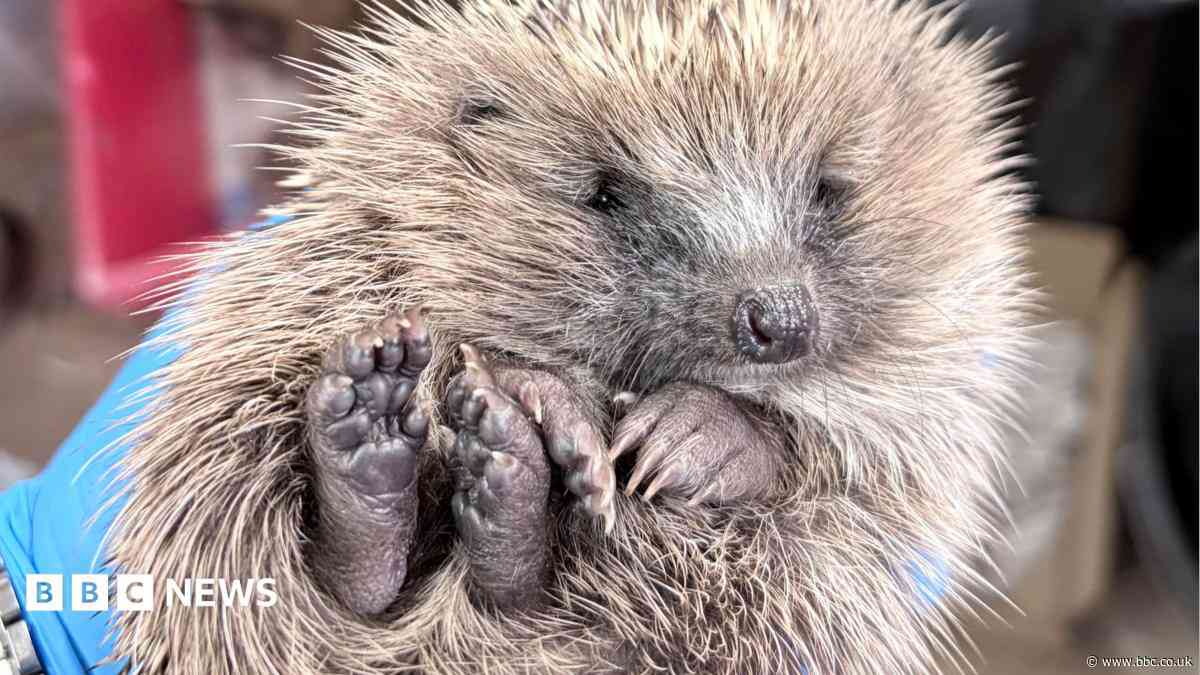 Hedgehog charity to double capacity with new home