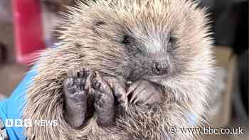 Hedgehog charity to double capacity with new home