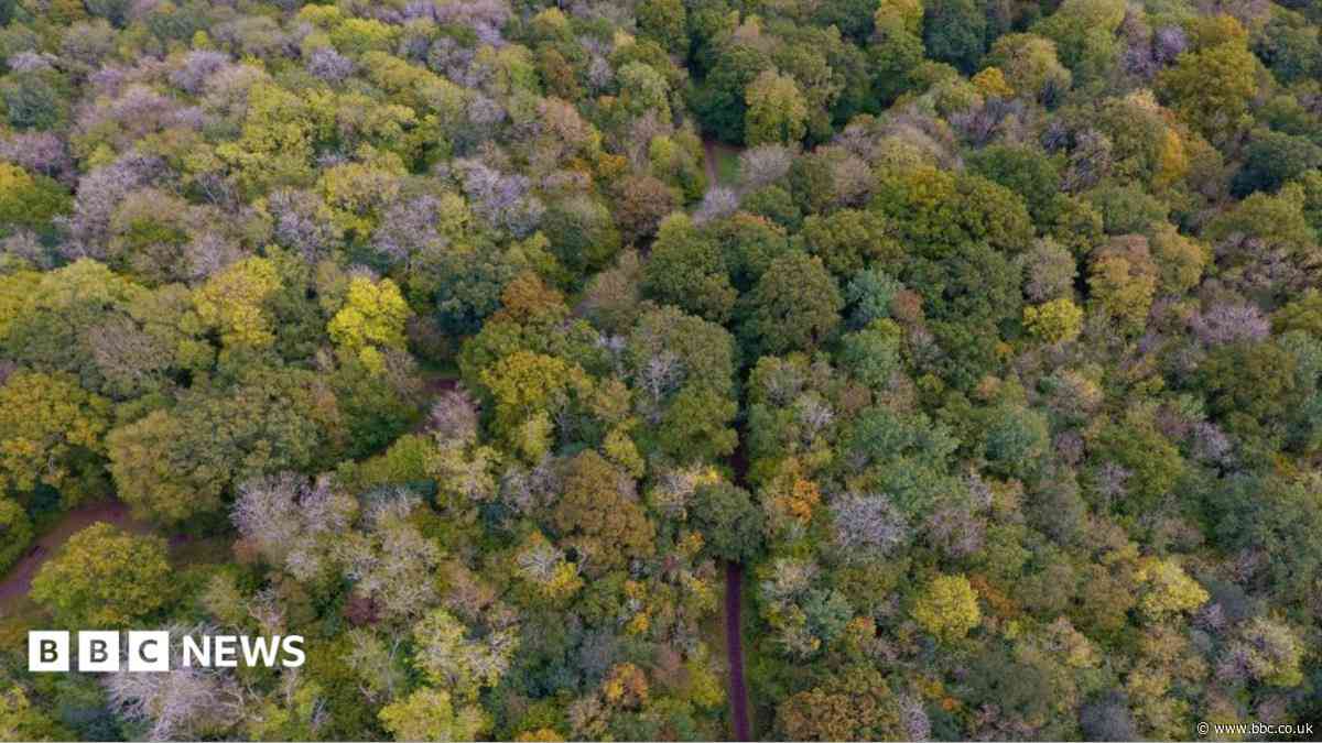Trees to be cut as city faces 'serious' ash dieback