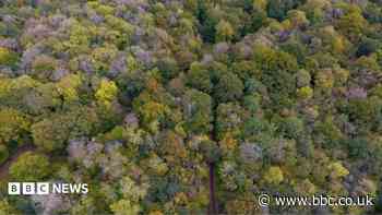 Trees to be cut as city faces 'serious' ash dieback