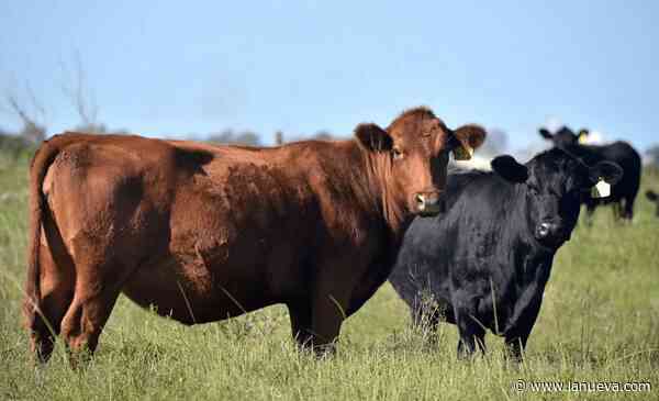 Producción bovina: el dato que promete una transformación en el país