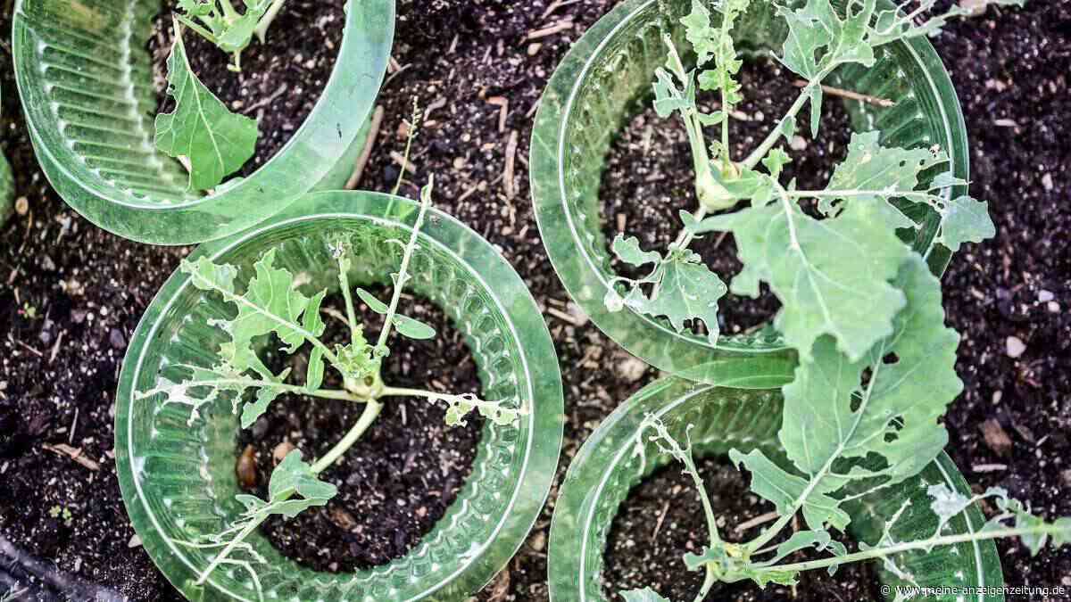 Schluss mit den Schleimspuren: Dieses eine Gemüse hält Schnecken fern