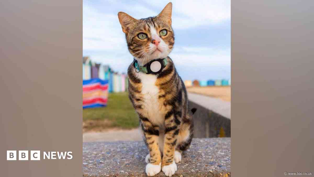 Fears grow for famous cat after six weeks missing