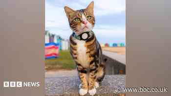Fears grow for famous cat after six weeks missing
