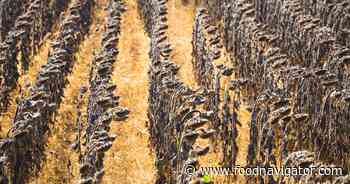 Climate change is an existential threat to food