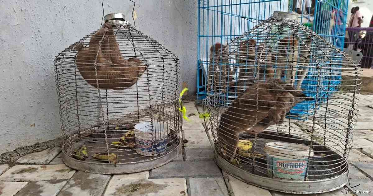 Customs intercept trafficked wildlife, arrests three in Kano