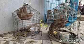 Customs intercept trafficked wildlife, arrests three in Kano