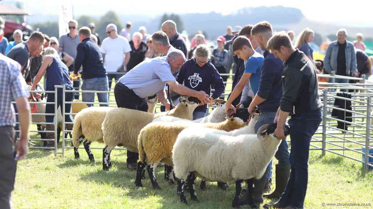Sheep event cancelled at another Northumberland agricultural show amid Bluetongue outbreak