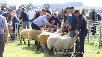 Sheep event cancelled at another Northumberland agricultural show amid Bluetongue outbreak