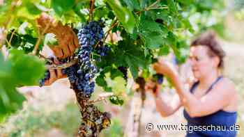 Weinlese in Deutschland beginnt so früh wie nie zuvor