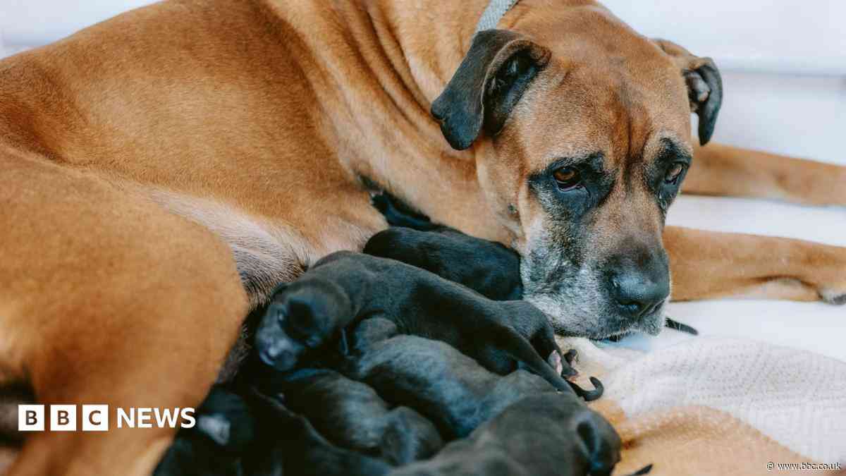 Rescued dog gives birth to record-breaking litter