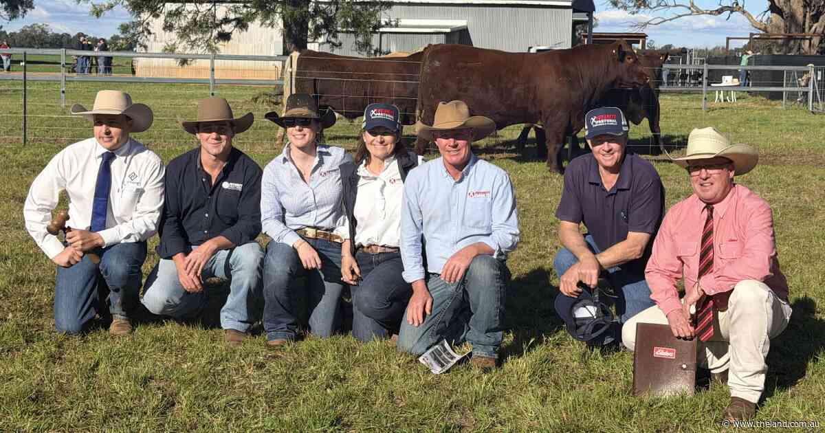 Interstate buyers drive fierce competition on Shorthorns, Charolais at Futurity sale