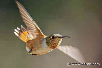 Millions of hummingbirds are stopping in Texas. Here's why
