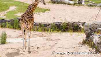 Chester Zoo's £10 tickets return for limited time after rare animals born
