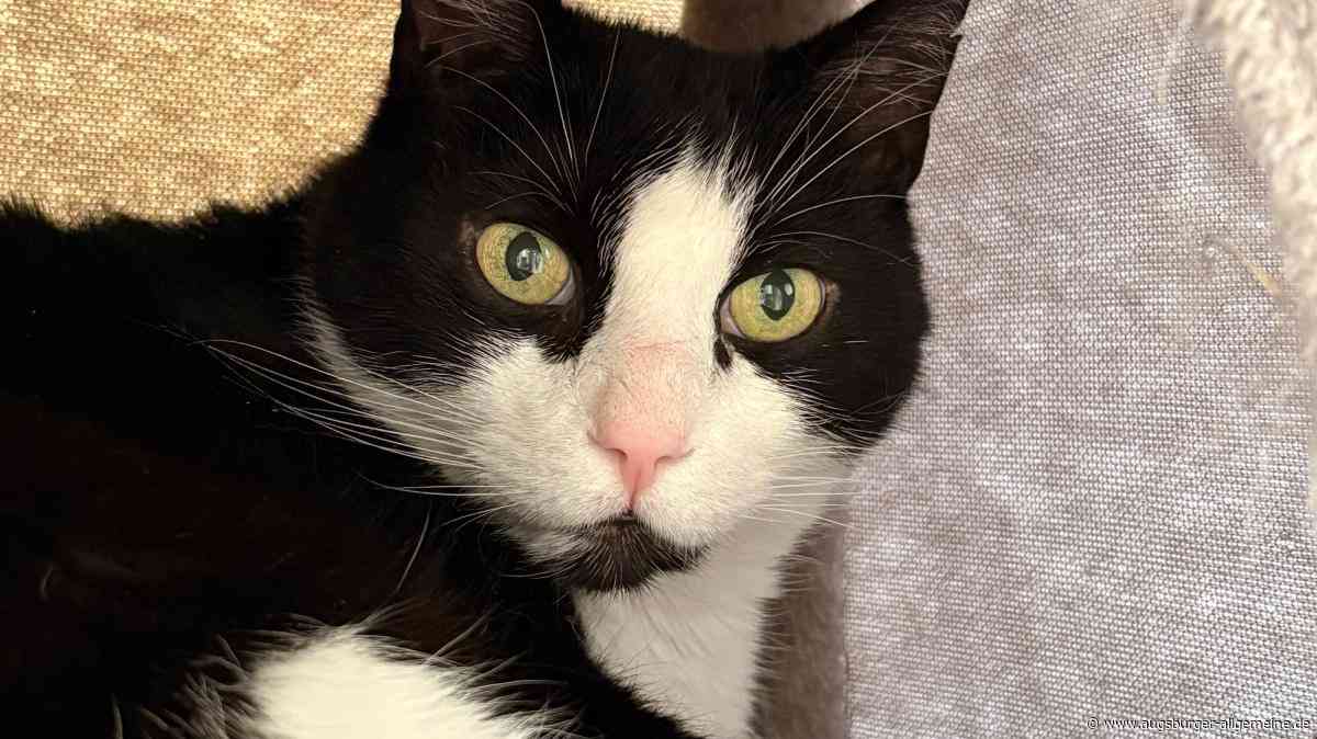 Ist es Kummerspeck? Der Kater Mollrich hat schrittweise sein Zuhause verloren und landete zuletzt im Tierheim