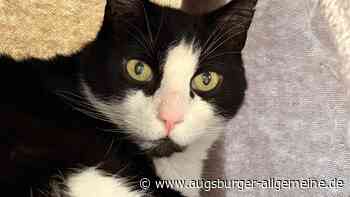 Ist es Kummerspeck? Der Kater Mollrich hat schrittweise sein Zuhause verloren und landete zuletzt im Tierheim