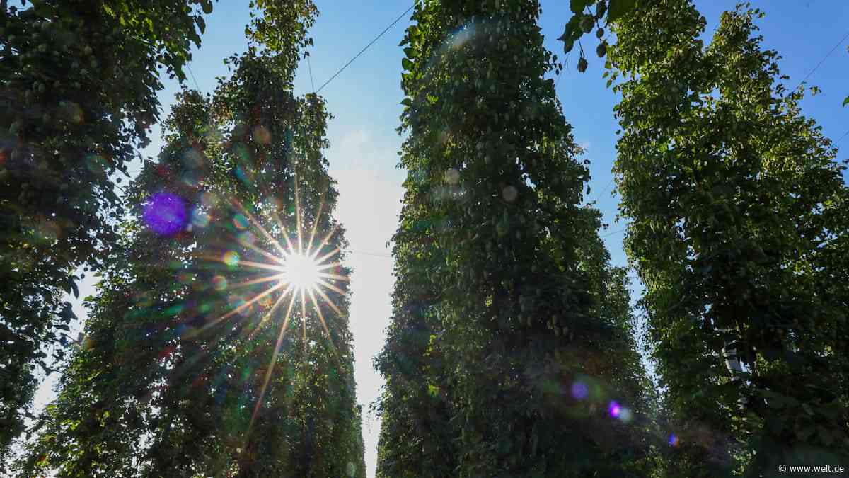 Die Craft-Bier-Revolution ist vorbei – und die Hopfenbauern zahlen den Preis