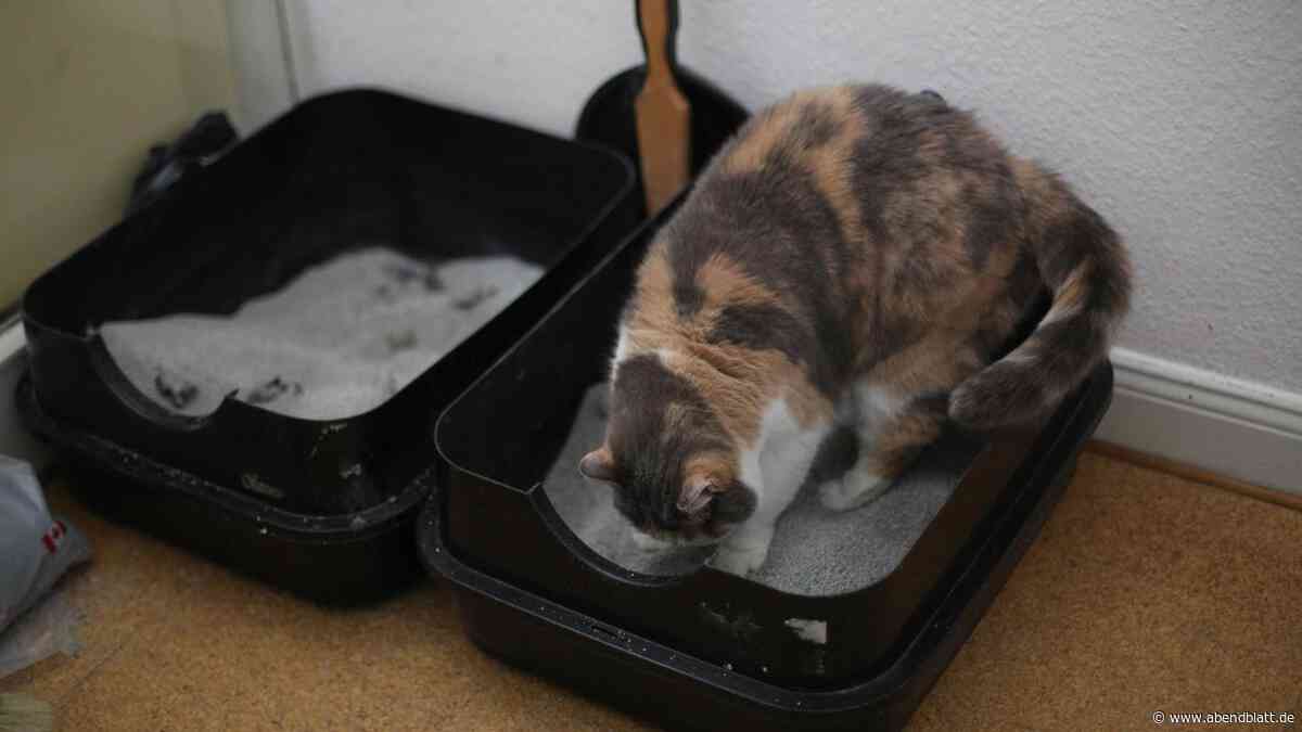 Prügelattacke auf Balkon: Hamburger schlägt Frau mit Deckel eines Katzenklos
