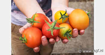 Tomaten kunnen lever beschermen tegen vetopstapeling