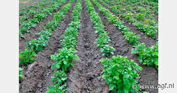 Mongolië verwacht record aardappeloogst van 168.200 ton