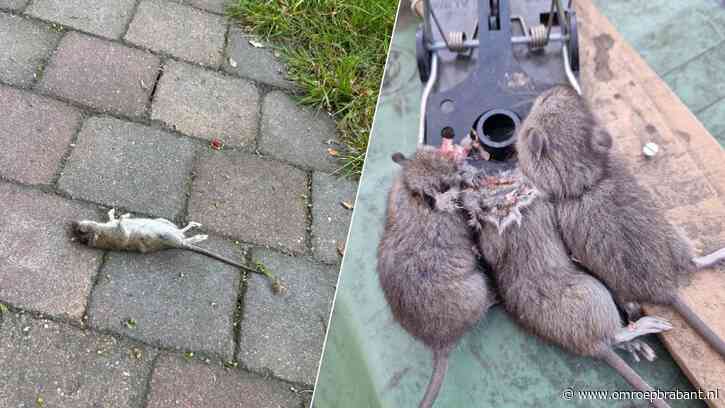 Steeds meer ratten bij mensen: dit doe je ertegen