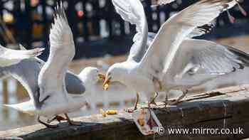 Seagulls 'run up £171m bill' stealing meals from scared UK pedestrians