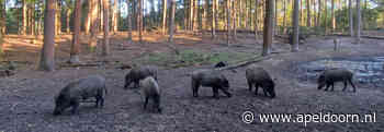 Acht wilde zwijnen verhuisd van Berg en Bos naar Zoo Veldhoven