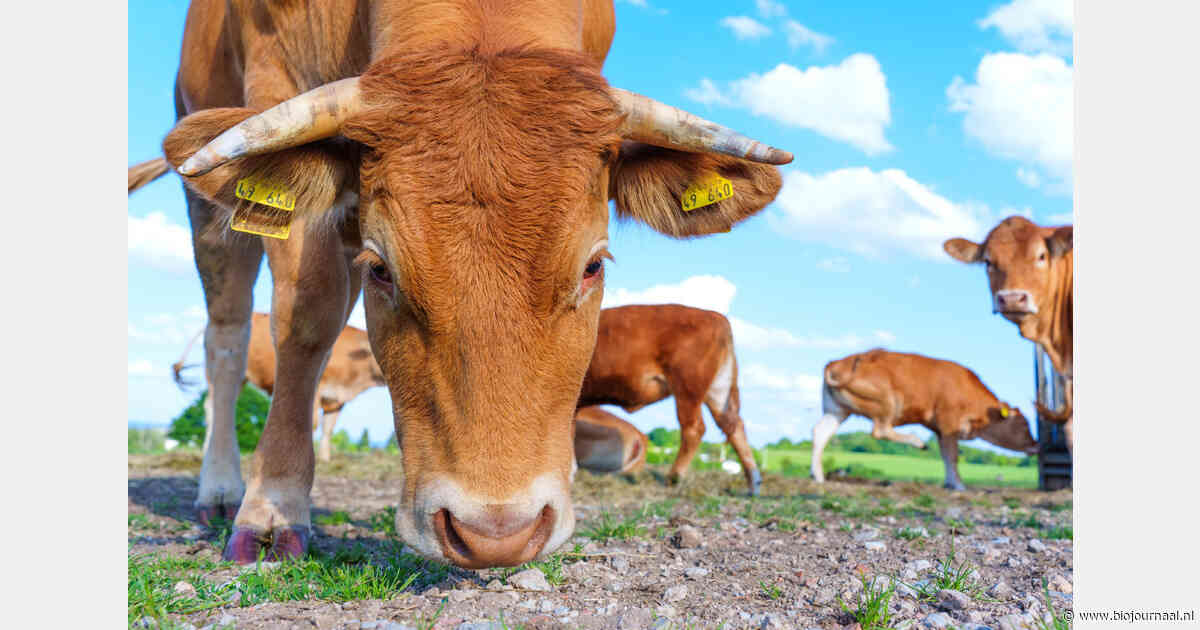 Krappe ruwvoervoorziening zet Duitse bio-slachtkoeienmarkt onder druk