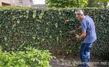 Deze bomen en planten mag snoeien vanaf september