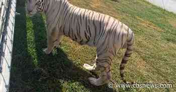 Tigers, jaguars, bison found in raid on fuel smugglers near U.S. border