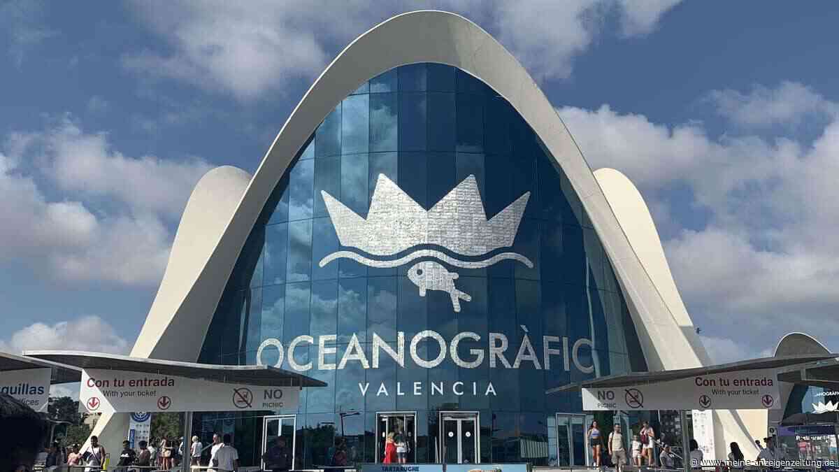 Wale im Flugzeug: Spanien rettet Meeressäuger aus Pleite-Aquarium